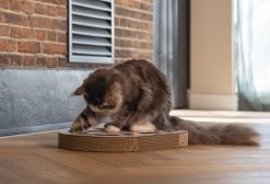 Designed by Lotte Meda - Cat toys - Cardboard - Beige - 58x35x6 cm - Image 6